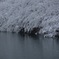 ダム湖の冬
