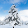 冬の雪国の木