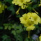 ｙｅｌｌｏｗ