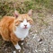 野良猫