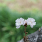 10月桜