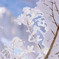 trees covered with hoar frost 