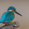 いつもの公園　美鳥三題「カワセミ」