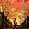 竜門峡の紅葉