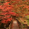 竜門峡の紅葉