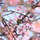 桜とメジロ