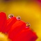 花花