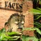FACES