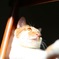 Basking in the sun