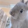 新しい家族