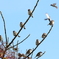 今日出会った鳥３