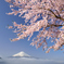 河口湖の桜