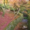 京都東福寺紅葉