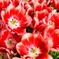 一足お先に春の花３