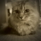 P1060896　　ねこさん