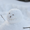 公園で見つけた雪だるま