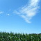 とっておきの 883