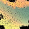 The Birds