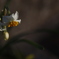 花　その60