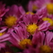 冬の花