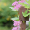 2017_FlowerFest._1