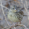 野鳥撮影