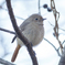 野鳥撮影