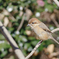 野鳥撮影