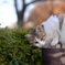 公園にいた猫
