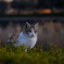 公園にいた猫