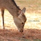 奈良公園photo③