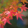 公園の紅葉3