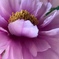 立てば芍薬 坐れば牡丹