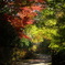 紅葉の小径