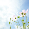 秋桜