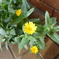 庭の花　カレンジュラ