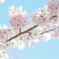 常泉寺　桜