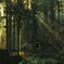 山林の目覚め