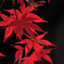 紅葉IMAGE3
