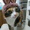 うさにゃん