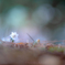 _spring ephemerals