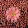 Gerbera in strawberry