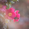 山茶花