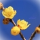 冬の暖かさ