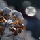 雪が積もるといいですね