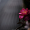 冬の花