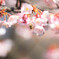 寒桜が咲く。