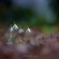 _snowdrop