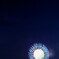 向日葵