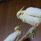 ルチノー姉妹